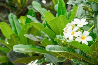 Plumeria çiçek beyaz - sarı ağaç (ortak ad pocynaceae, Frangipani, Pagoda ağacının, tapınak ağaç üzerinde )