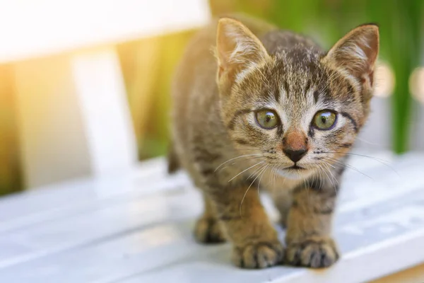クローズ アップ美しい子猫グレーと光のトーン イエロー — ストック写真