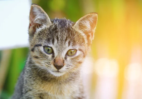 クローズ アップ美しい子猫グレーと光のトーン イエロー — ストック写真