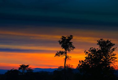 Cadılar Bayramı gün arka plan gökyüzü ve siluet ağacında gün batımı ile 