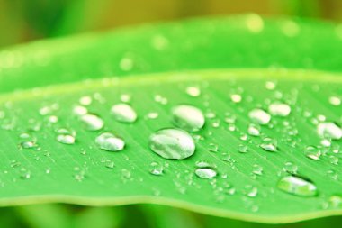 muz yaprağı deseni ile doku su damlası 