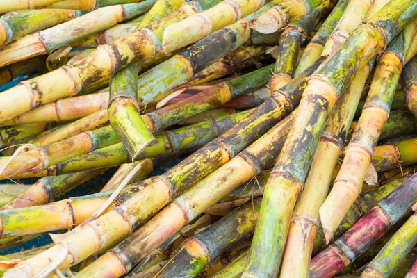 Zuckerrohr frisch in der Natur mit Kopierraum Text hinzufügen — Stockfoto