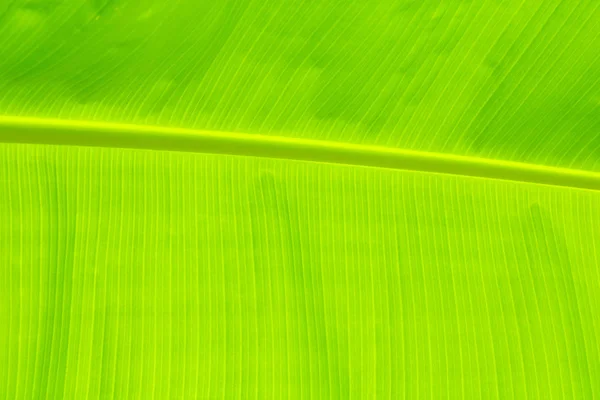 Banana leaf tekstury świeże zielone tło w przyrodzie — Zdjęcie stockowe