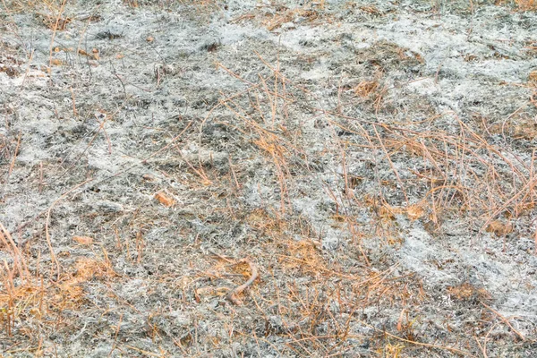 Surface brûlé herbe feuille de terre en été sont des cendres — Photo
