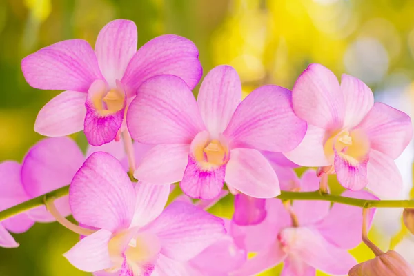 Orchidea kwiat różowy piękne w tle natura — Zdjęcie stockowe