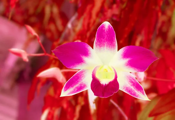 Bunga anggrek Ungu indah blur merah latar belakang kartu konsep — Stok Foto