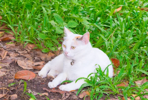 Άσπρη γάτα καθίσει να χαλαρώσετε στο πράσινο γρασίδι όμορφα με το χώρο να προσθέσετε κείμενο — Φωτογραφία Αρχείου