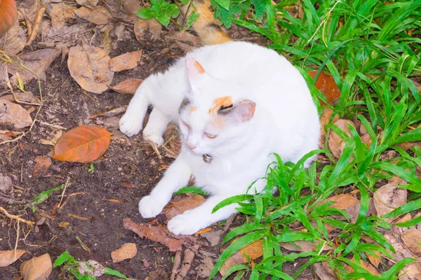 Gato branco sentar relaxar na grama verde bonita com espaço adicionar texto — Fotografia de Stock