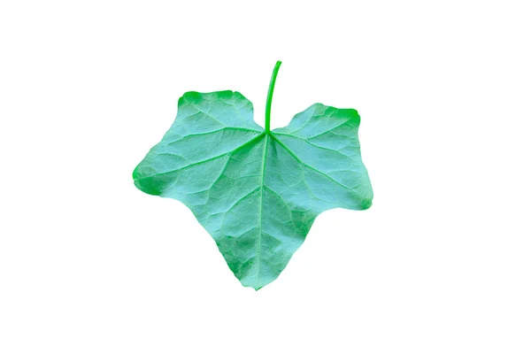 Nahaufnahme Efeu Kürbis Oberfläche Gemüse grüne Textur — Stockfoto