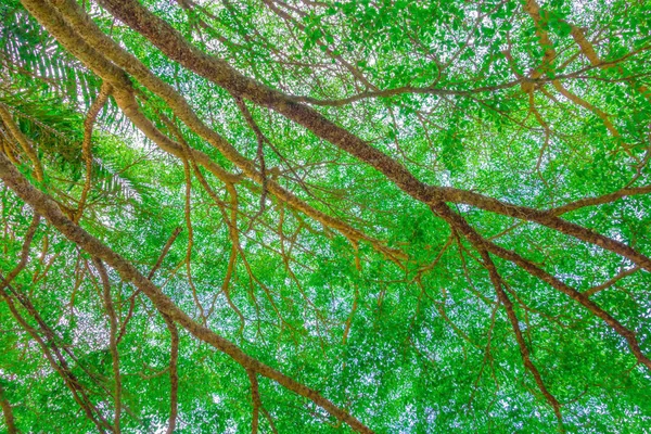 Daun cabang pohon yang indah di hutan, tampilan bawah — Stok Foto