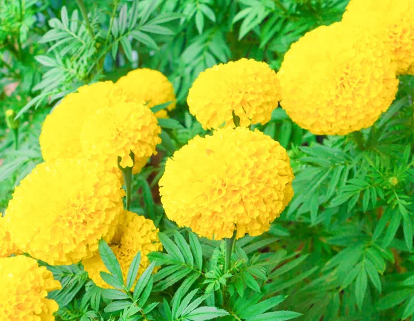 Flor de caléndula amarillo en el árbol en el jardín hermoso —  Fotos de Stock