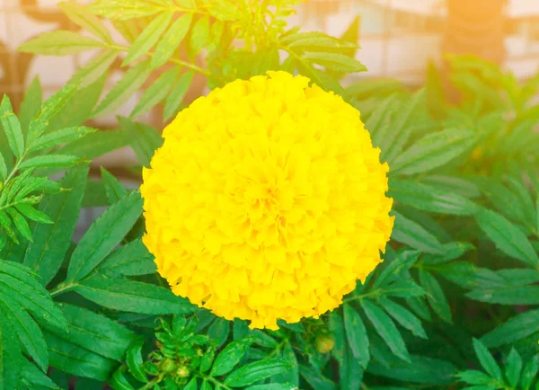 Nagietek kwiat żółty na drzewie w piękny ogród — Zdjęcie stockowe