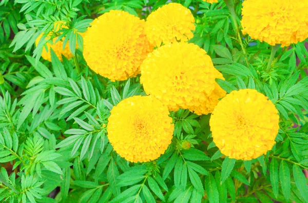 Flor de caléndula amarillo en el árbol en el jardín hermoso —  Fotos de Stock