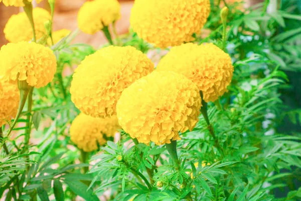 Marigold flower yellow on the tree in garden beautiful — Stock Photo, Image
