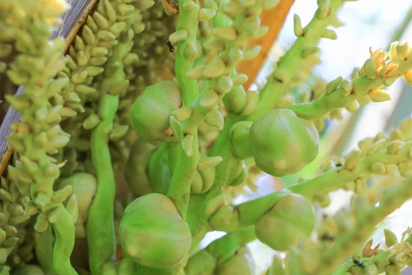 Pequeño coco en el árbol en el jardín — Foto de Stock