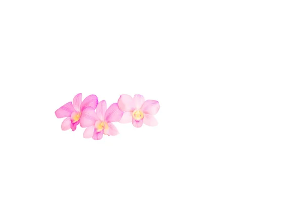Flor de orquídea rosa bonita isolada no fundo branco e cl — Fotografia de Stock