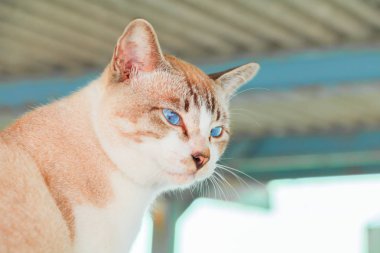 tekir kedi kahverengi göz mavi güzel