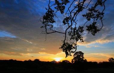 gökyüzü koyu renk ve siluet ağaç güzel günbatımı 