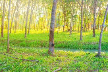 Ovucu Ağaç Bahçe tarım kırsal ve günbatımı 