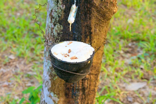Cerca de látex de goma atrapado de huerto de árboles de caucho agricultura — Foto de Stock