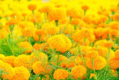 kadife çiçeği sarı-turuncu çiçek çiçek güzel Bahçe 