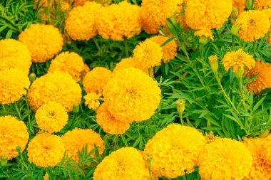 kadife çiçeği sarı-turuncu çiçek çiçek güzel Bahçe