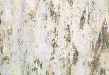 Ağaç kabuğu deseni. Arkaplan için ahşap kabuğu