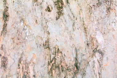 Ağaç kabuğu deseni. Arkaplan için ahşap kabuğu