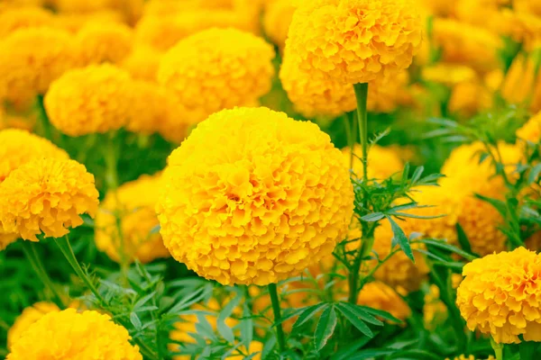 Caléndula flor de color amarillo-naranja floreciendo hermosa en el jardín — Foto de Stock