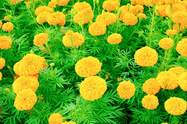 Nagietek żółto pomarańczowy kwiat kwitnący piękny ogród — Zdjęcie stockowe