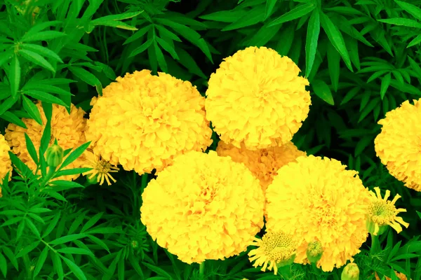 Caléndula flor de color amarillo-naranja floreciendo hermosa en el jardín —  Fotos de Stock