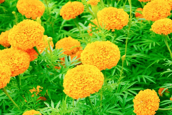 Caléndula flor de color amarillo-naranja floreciendo hermosa en el jardín — Foto de Stock