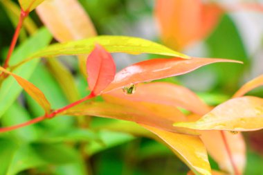 Su yakın çekim yaprak portakal ve arka plan için damla 