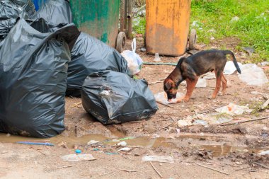 Çöp siyah çanta plastik yol kenarı şehir ve köpek kazık