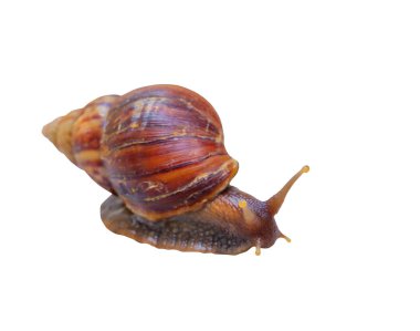 Beyaz arka plan ve kırpma yolu izole closeup salyangoz 