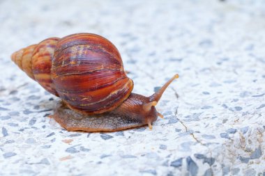 closeup salyangoz terrazzo kat zemin üzerine 