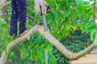 oduncu. Testere tırmanış ağaç üzerinde olan adam. kavram orman imha çevre
