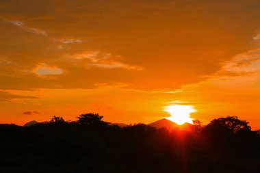 gökyüzü koyu renk ve siluet ağaç güzel günbatımı