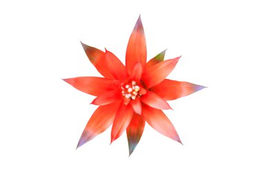 Bromeliads güzel doğal beyaz izole kırmızı çiçek 