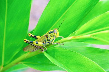 Çekirge yaprak üzerine sığ derinlik-in tarla ile odak seçin