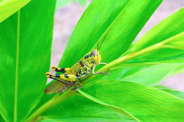 Çekirge yaprak üzerine sığ derinlik-in tarla ile odak seçin