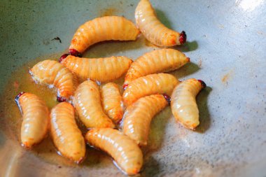 solucan palm weevil kırmızı veya Sago böceği tavada kızarmış 