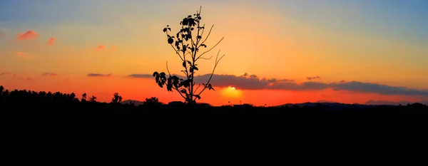 Панорамный вид на силуэт дерева в закате на небе красиво — стоковое фото