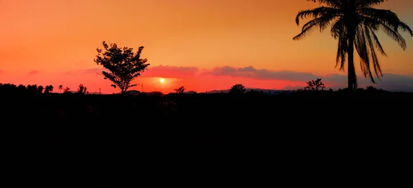 Panorama Visa siluett kokosnöt träd i solnedgången på sky vackra — Stockfoto