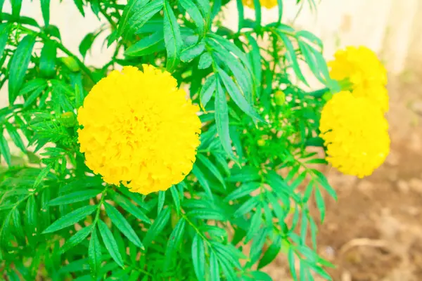 Hermosas flores de caléndula en el jardín —  Fotos de Stock