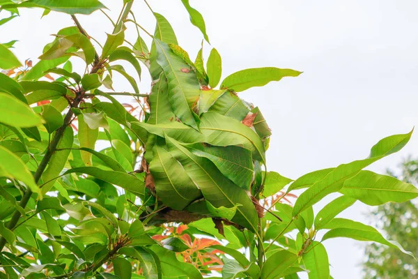 Гнездо красного муравья на дереве манго — стоковое фото