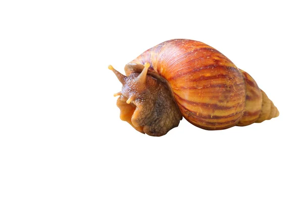 Closeup snail isolated on white background and clipping path — Stock Photo, Image