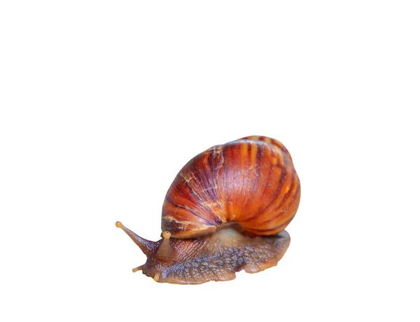 Primer plano caracol aislado sobre fondo blanco y camino de recorte — Foto de Stock