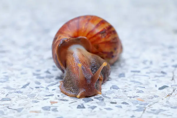 特写镜头蜗牛在水磨石地板背景 — 图库照片