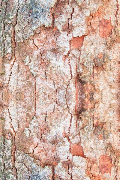 樹皮のテクスチャパターン。背景には木の皮 — ストック写真